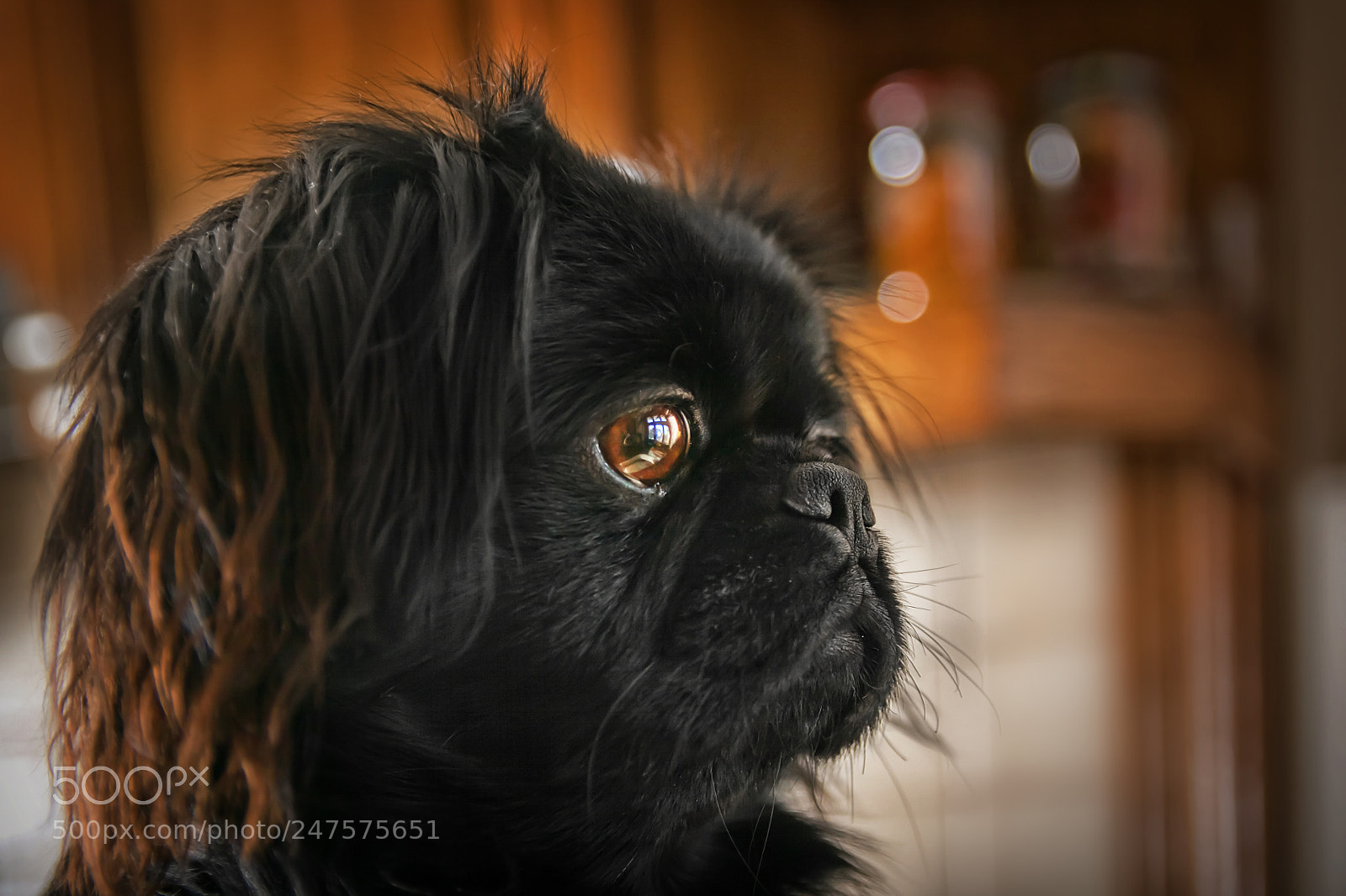 Canon EOS 50D sample photo. Img photography