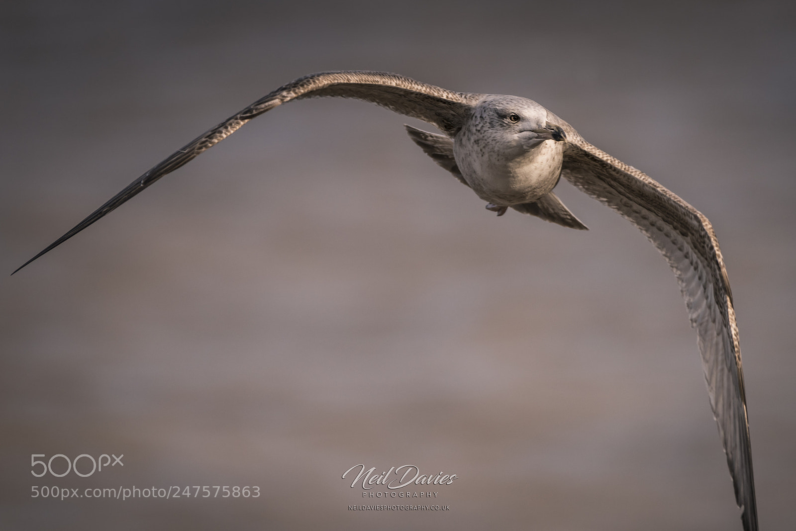 Nikon D810 sample photo. Herne bay gull photography