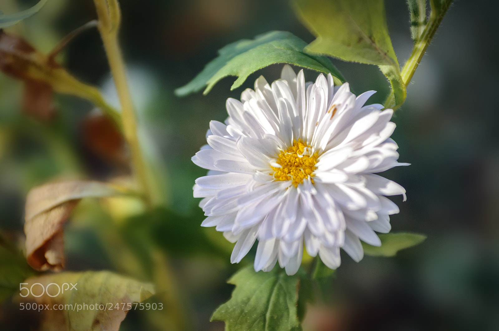 Nikon D90 sample photo. ... photography