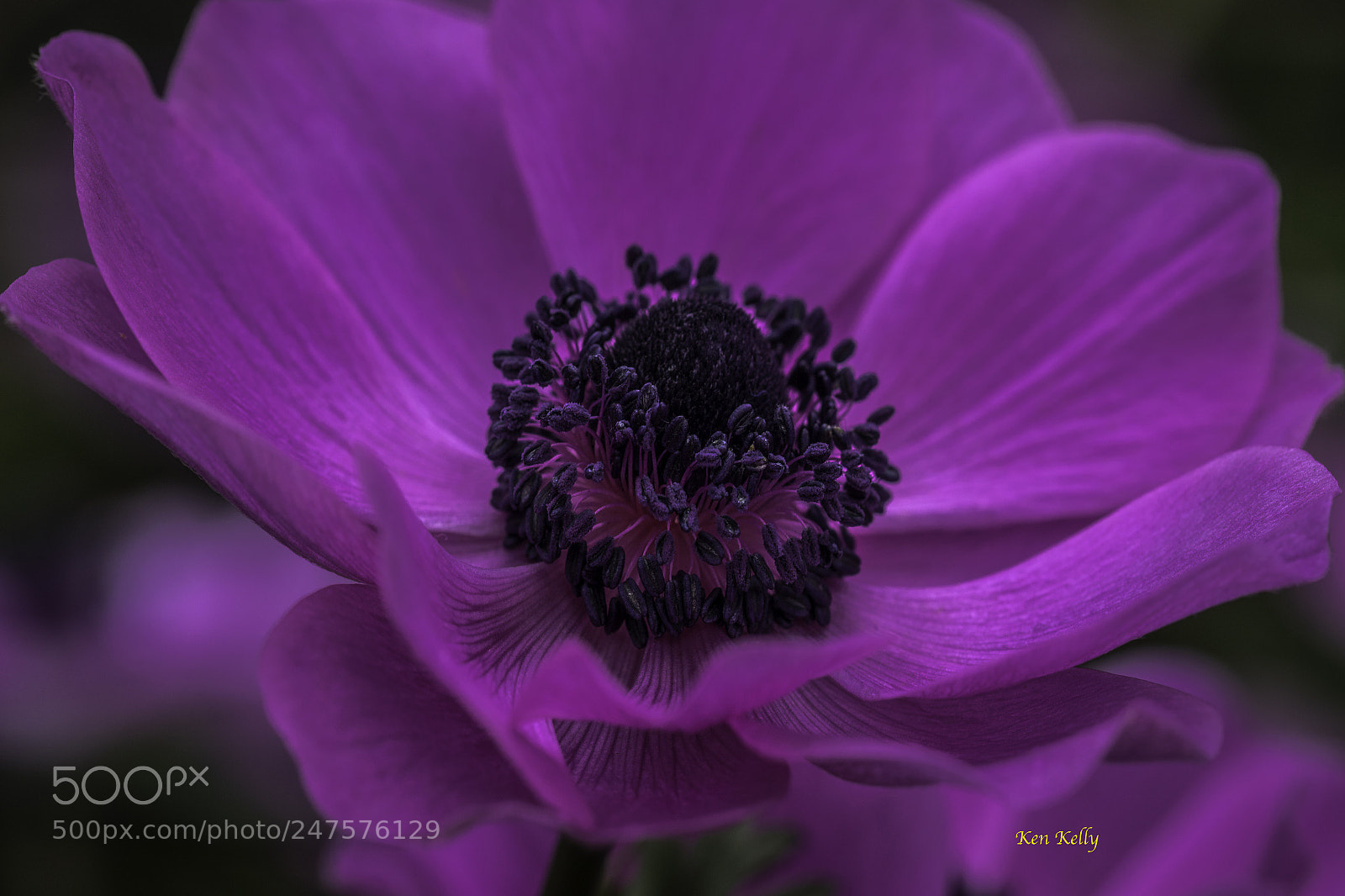 Canon EOS 7D Mark II sample photo. Purple anemone photography