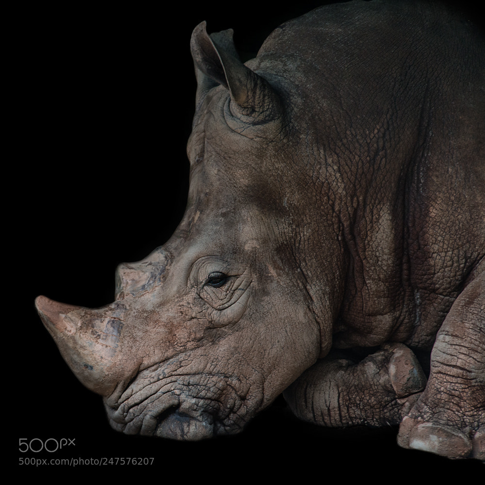 Nikon D800 sample photo. Singapore zoo rhino photography