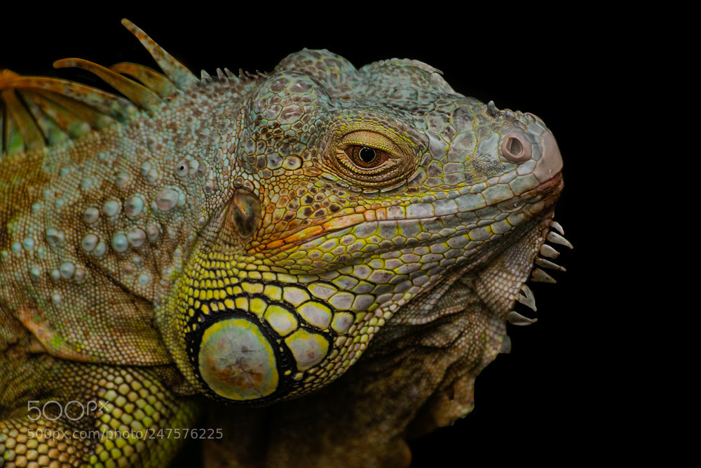 Nikon D800 sample photo. Singapore zoo iguana photography