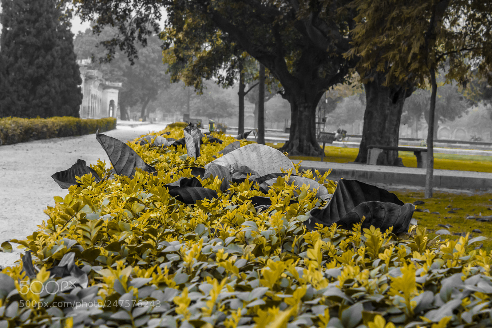 Canon EOS 700D (EOS Rebel T5i / EOS Kiss X7i) sample photo. Dead leaves photography