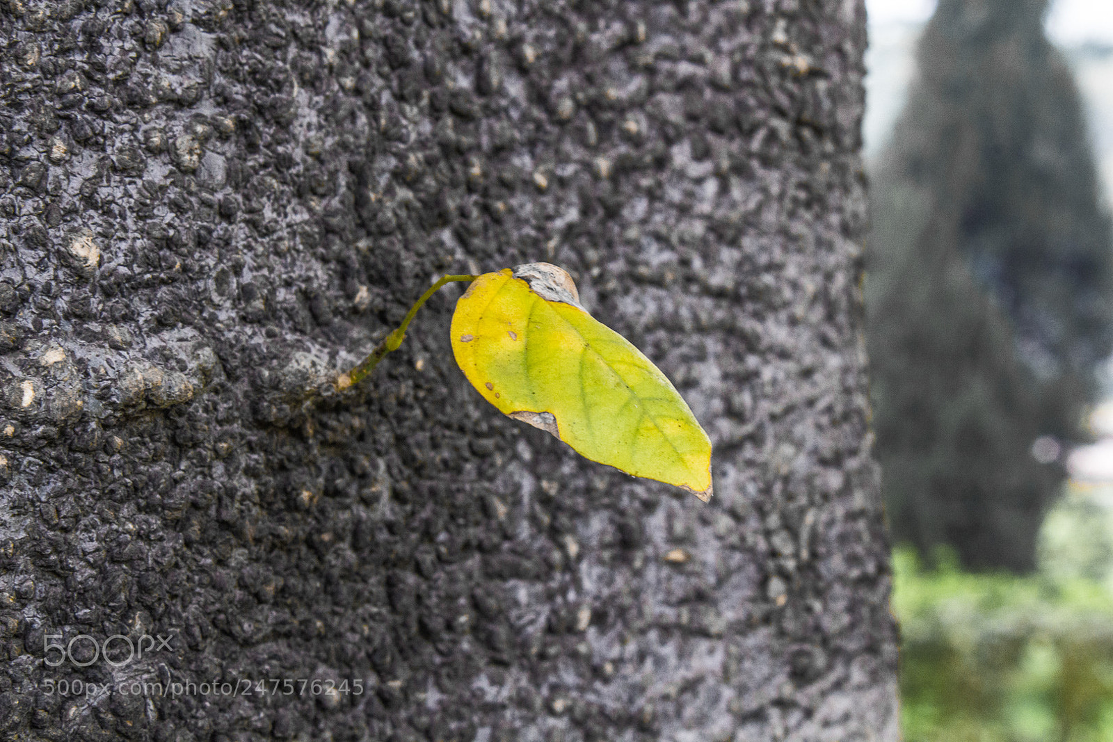 Canon EOS 700D (EOS Rebel T5i / EOS Kiss X7i) sample photo. A leaf standing alone photography