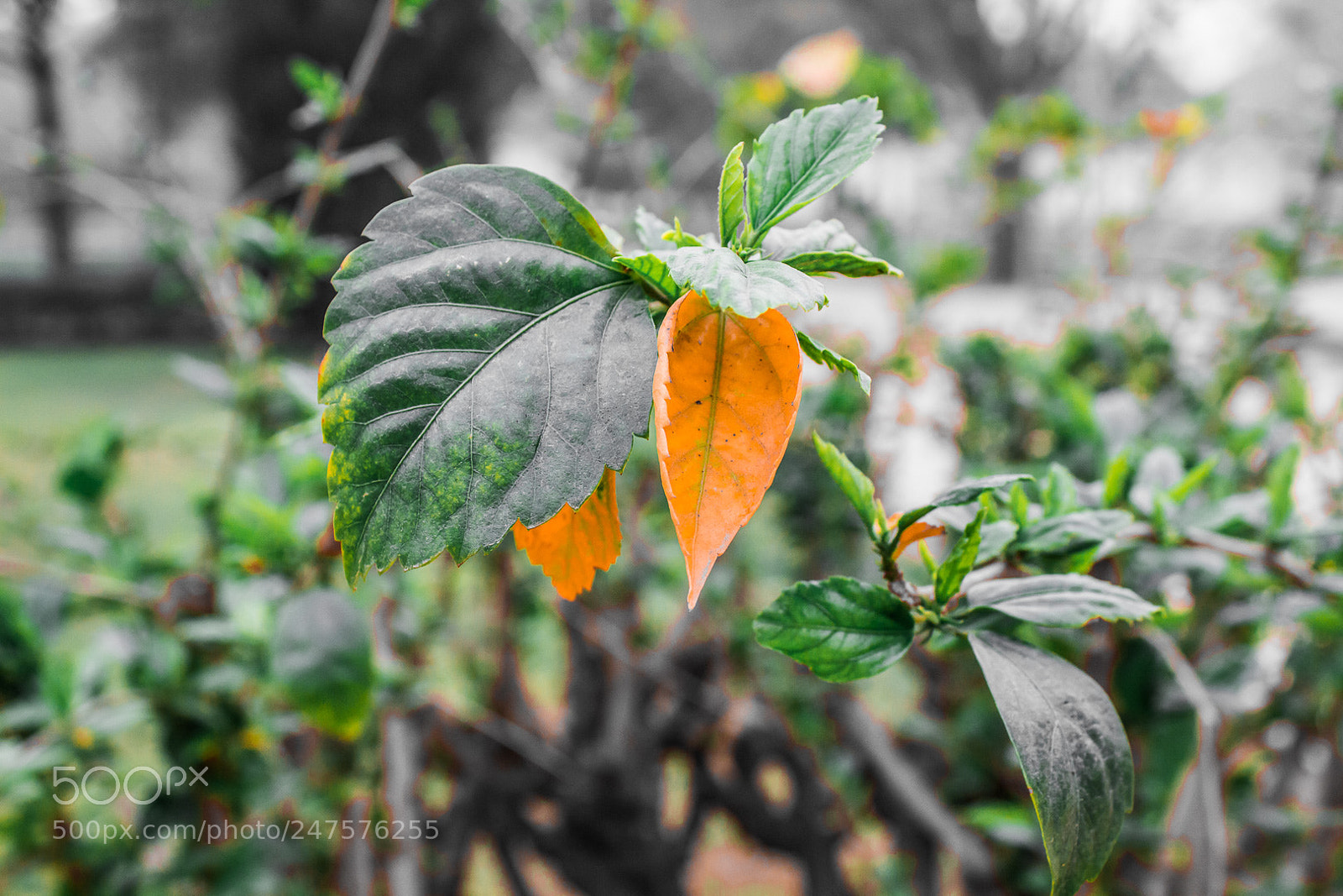 Canon EOS 700D (EOS Rebel T5i / EOS Kiss X7i) sample photo. Give time photography