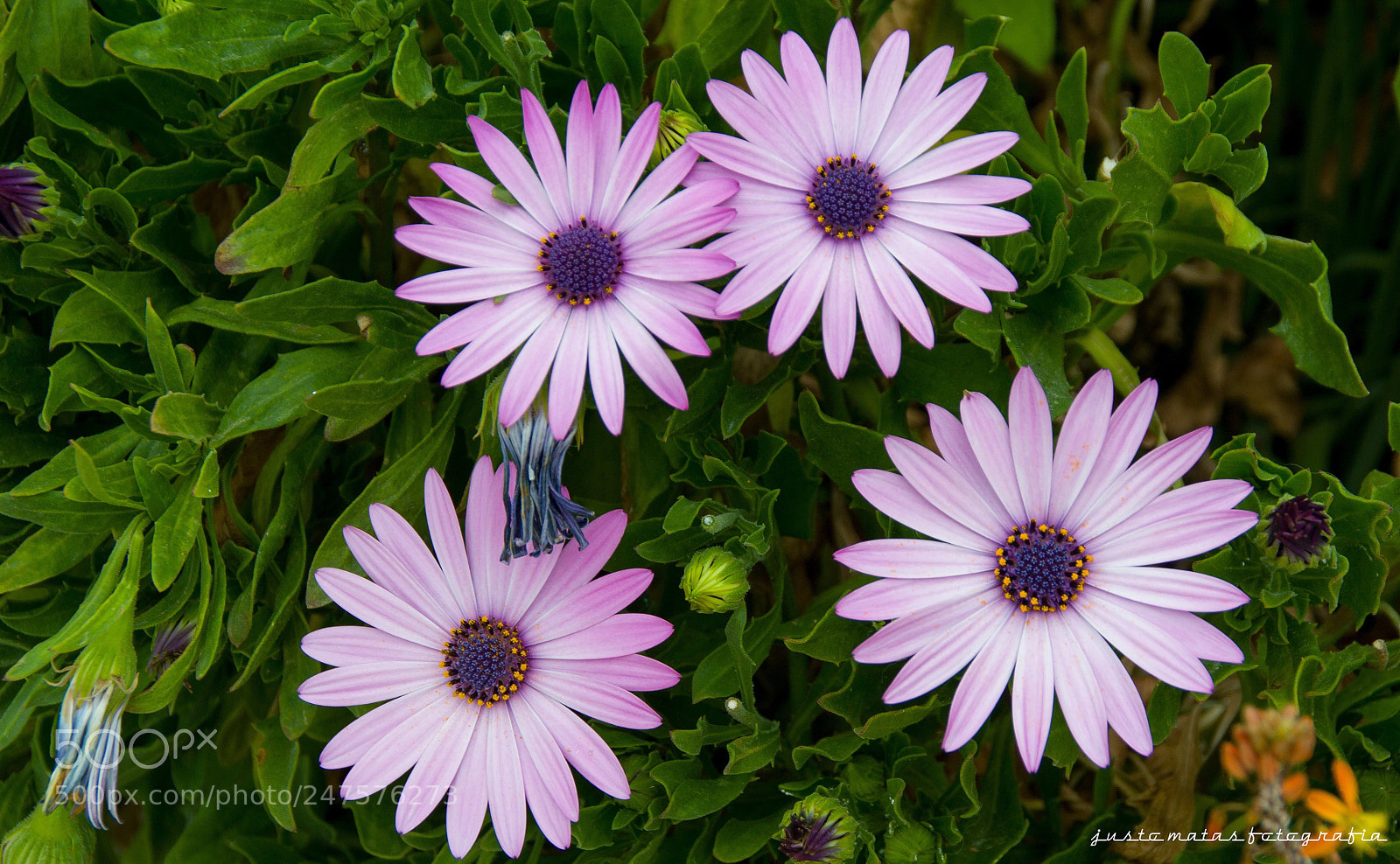 Nikon D3100 sample photo. Floral photography