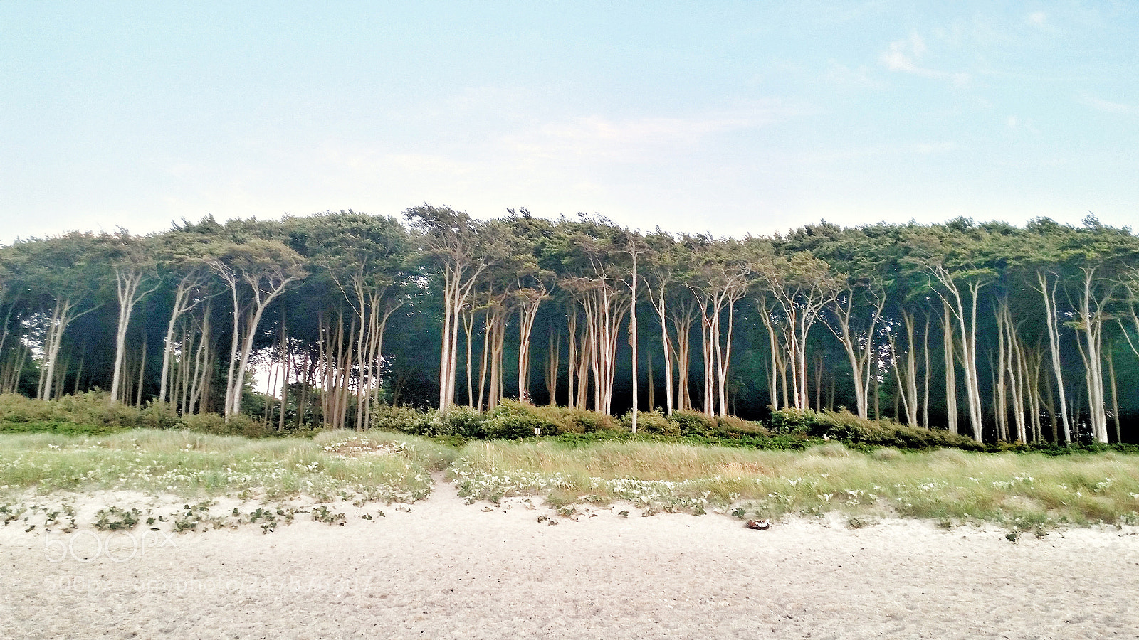 Samsung Galaxy S5 sample photo. Windflüchter photography