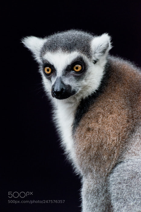 Nikon D800 sample photo. Singapore zoo ring tailed photography