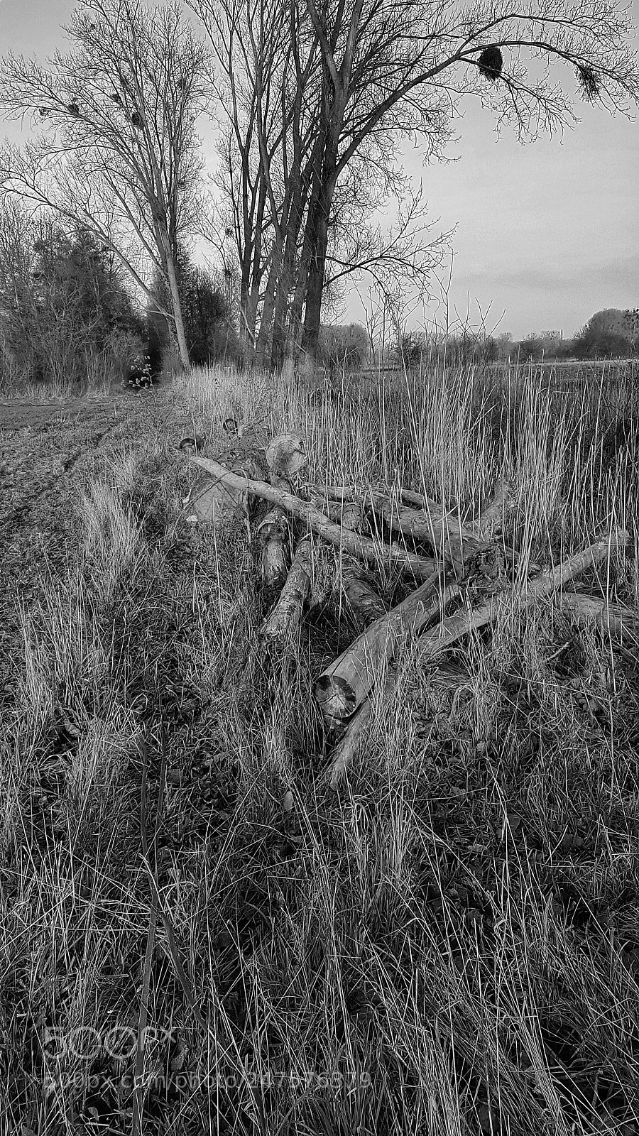 Samsung Galaxy S7 Edge sample photo. Black&white photography
