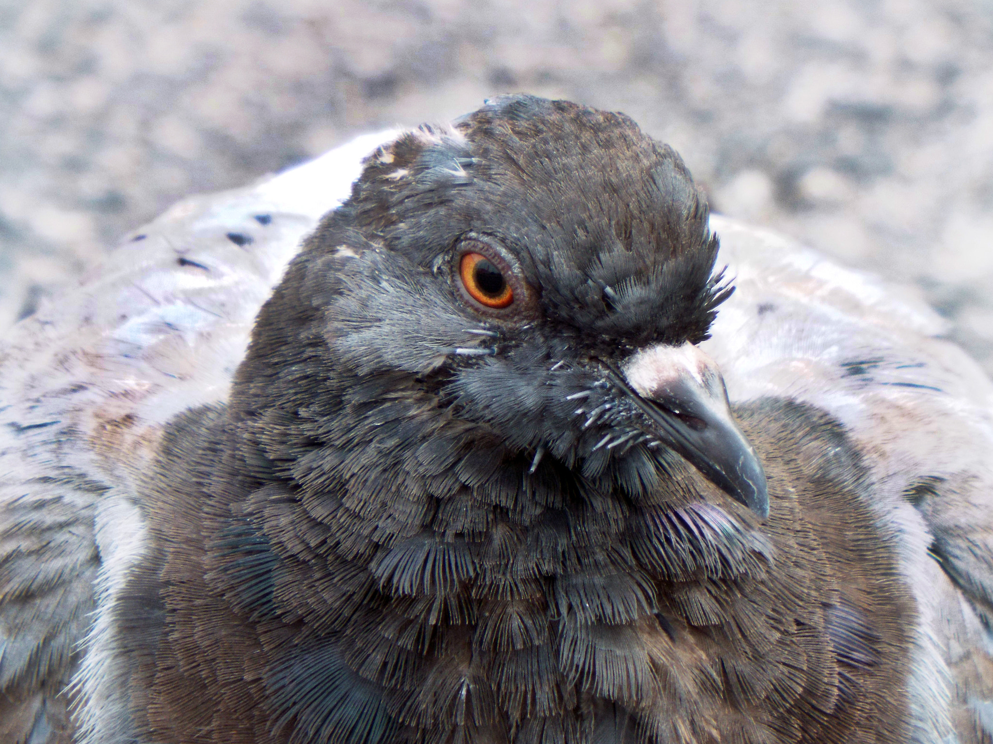 Fujifilm FinePix S8500 sample photo. Pigeon portrait photography