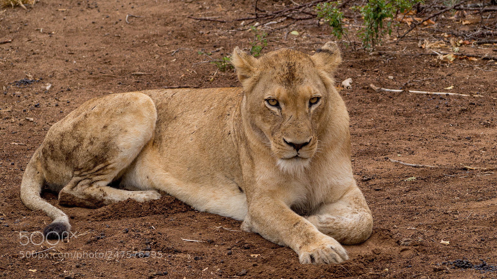 Olympus OM-D E-M10 II sample photo. Lioness photography