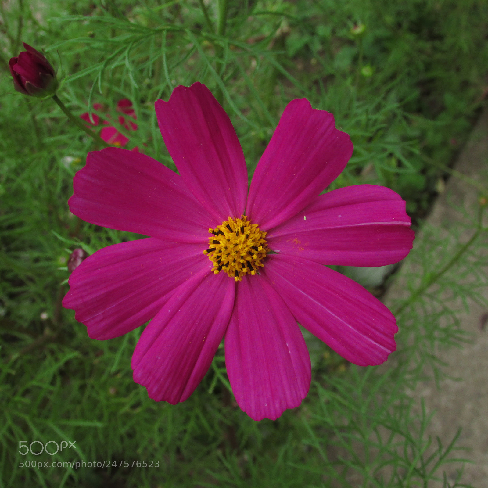 Canon PowerShot SX500 IS sample photo. Flower photography
