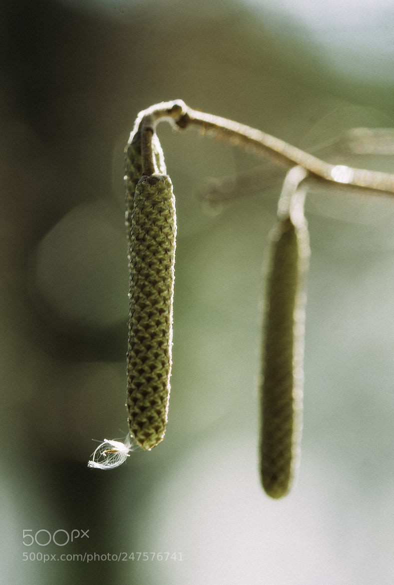 Nikon D600 sample photo. 180227 photography
