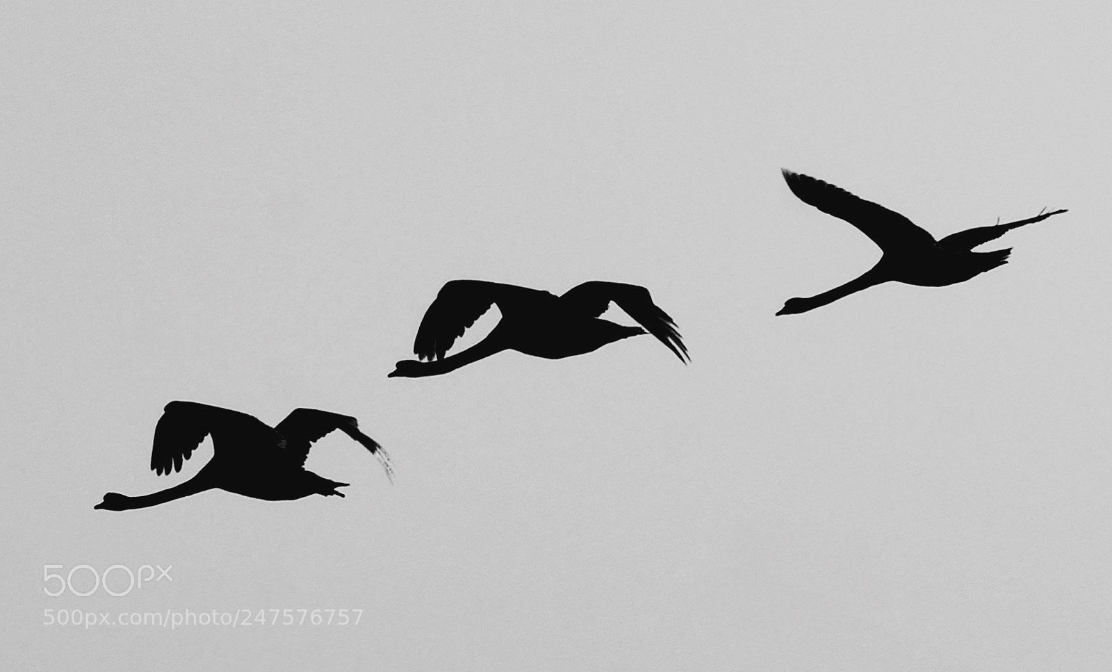 Sony Alpha NEX-7 sample photo. Swans over wörthsee photography