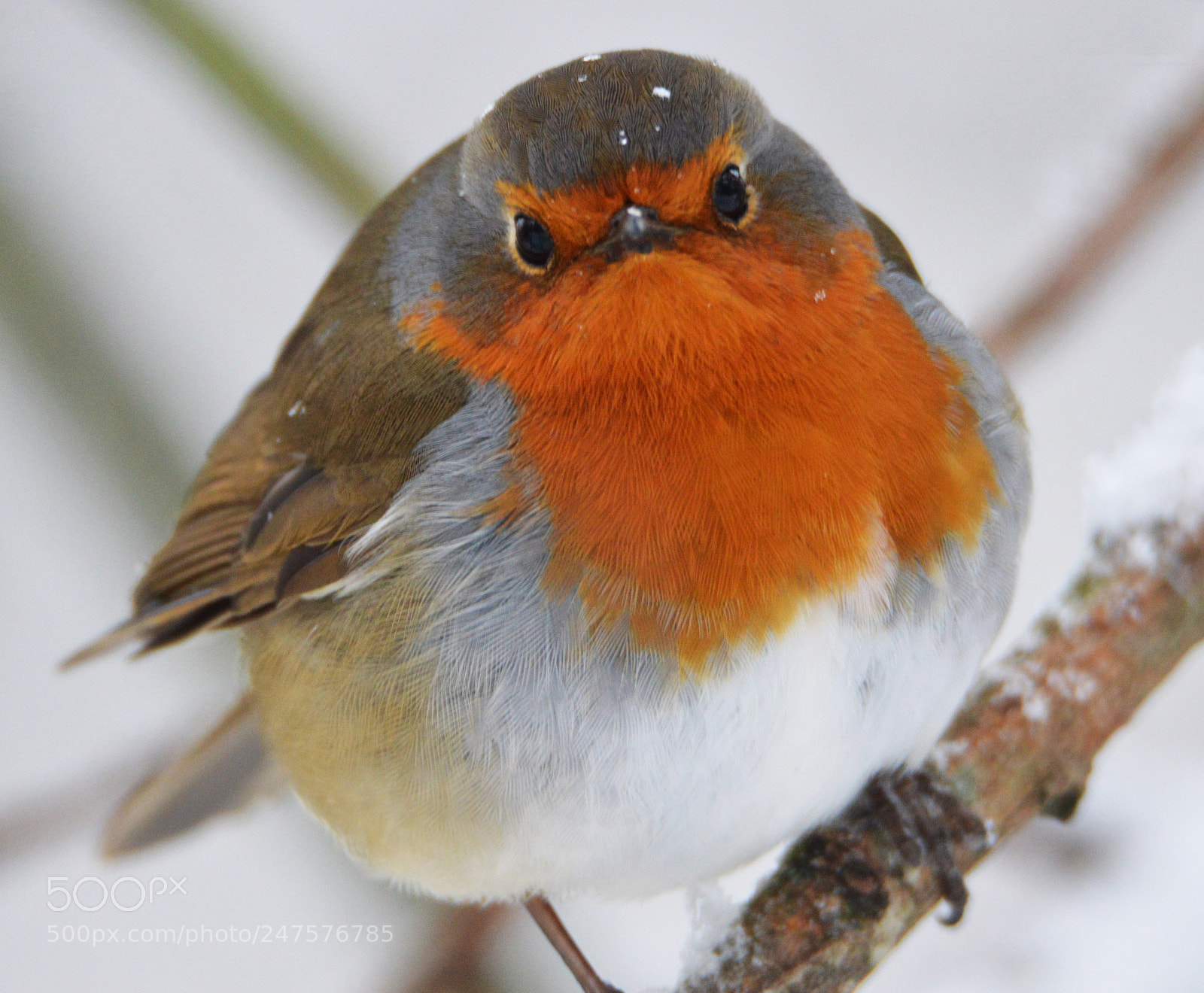 Nikon D3200 sample photo. Angry birds photography