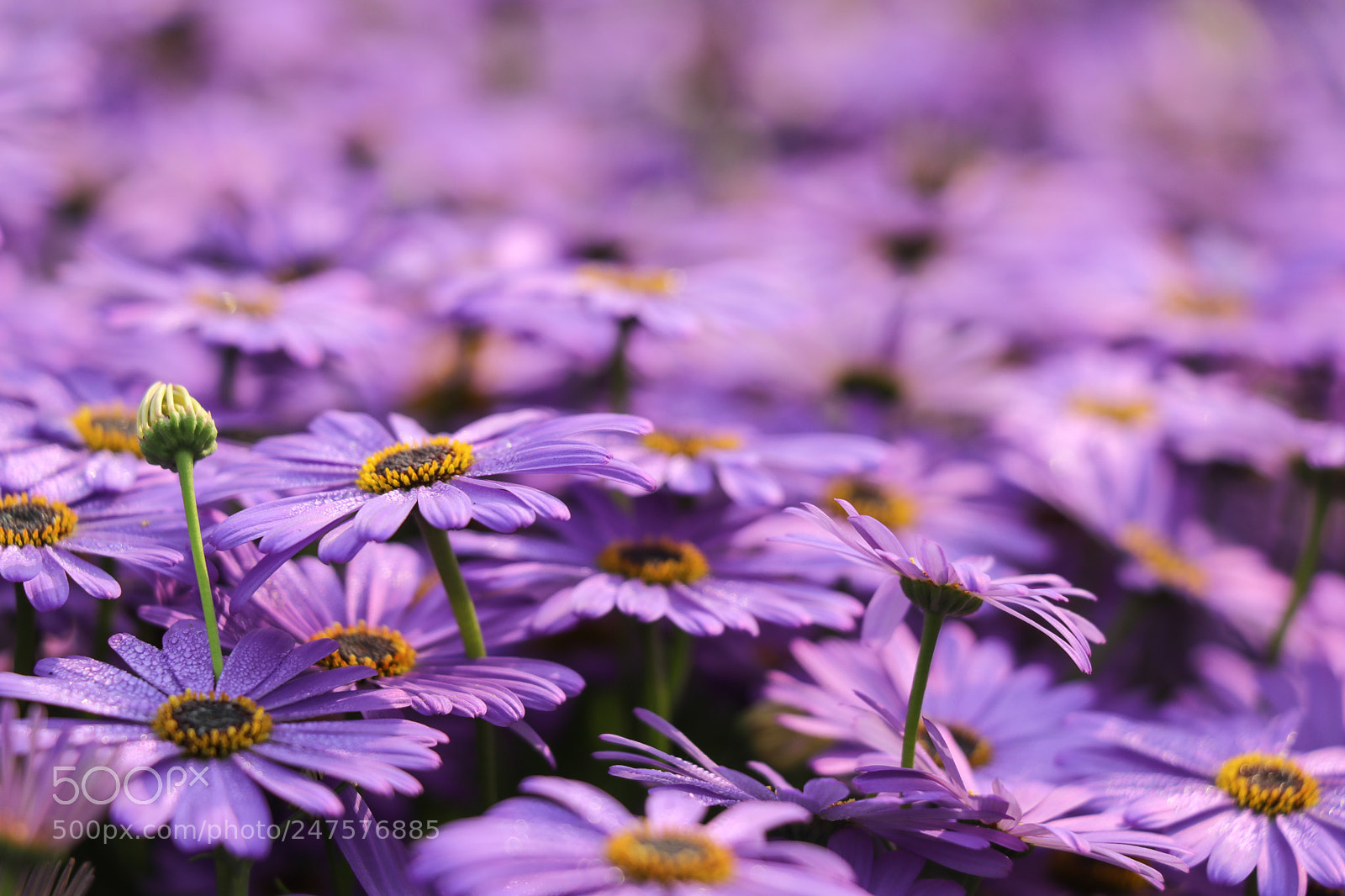 Canon EOS 80D sample photo. Purple flowers photography
