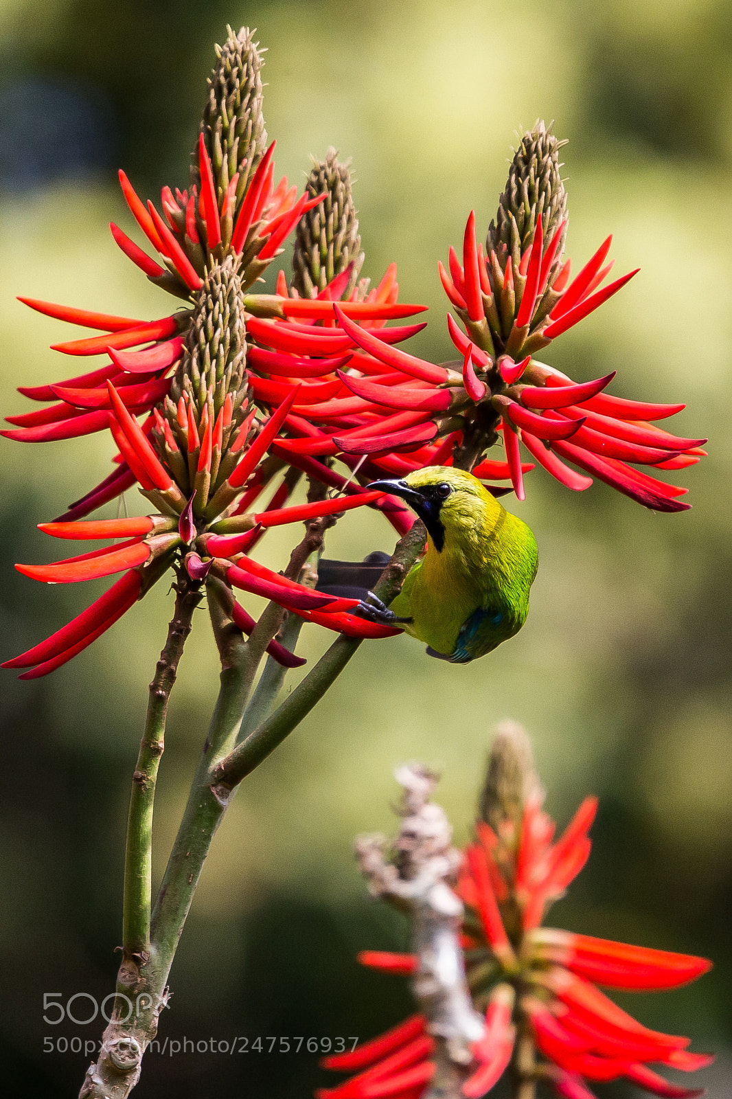 Canon EOS-1D X sample photo. Blue-winged leafbird photography