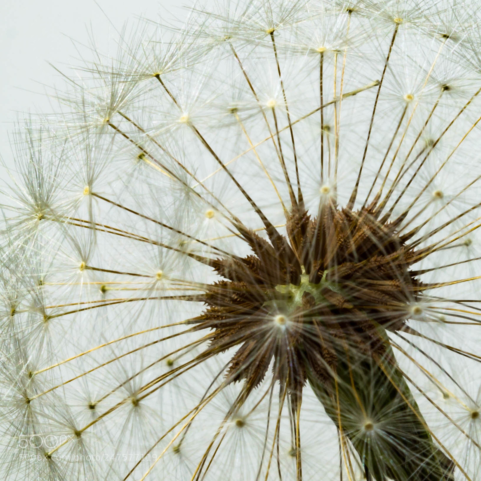 Canon EOS 600D (Rebel EOS T3i / EOS Kiss X5) sample photo. Dandelions photography