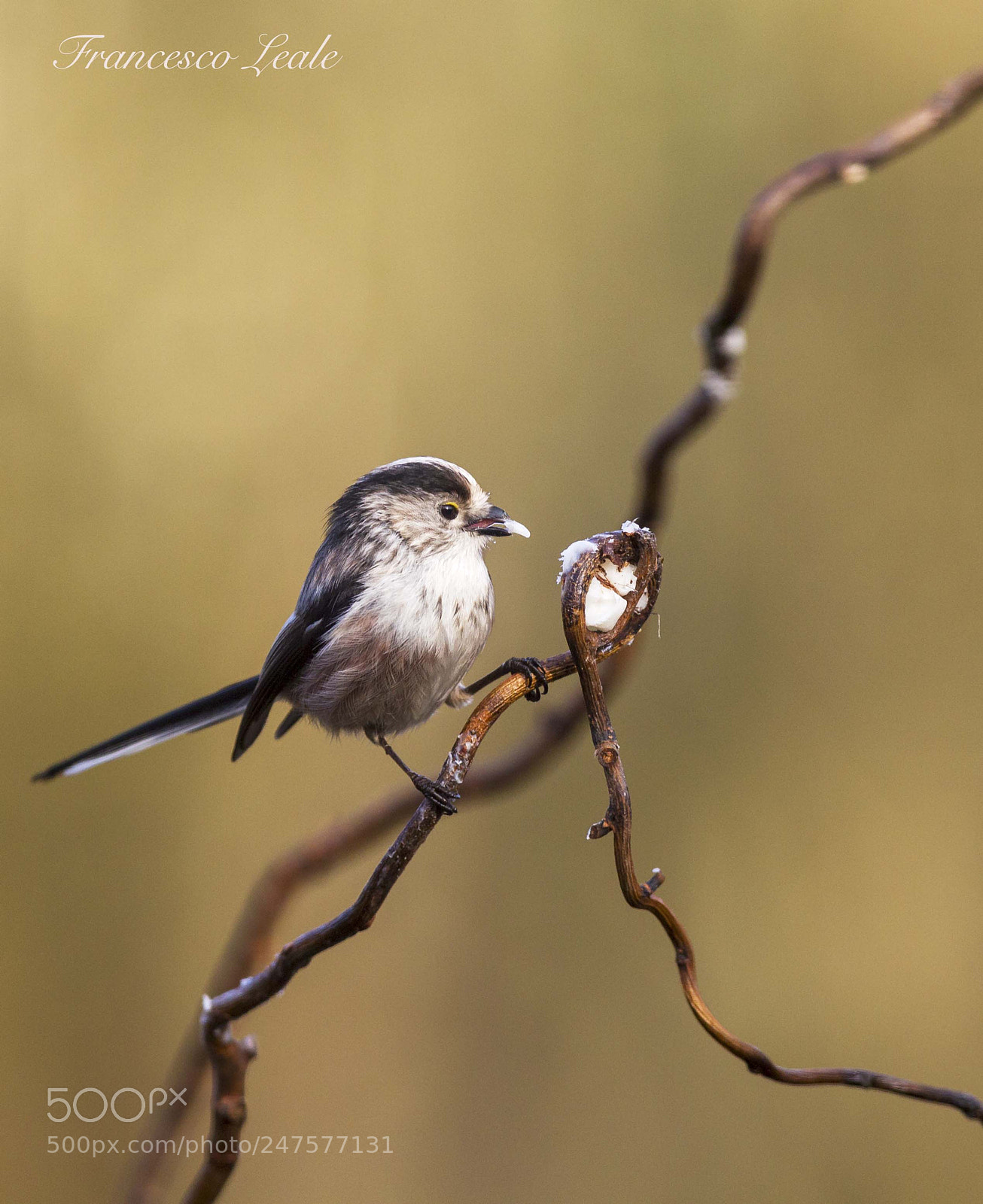 Canon EOS-1D Mark IV sample photo. Codibugnolo photography