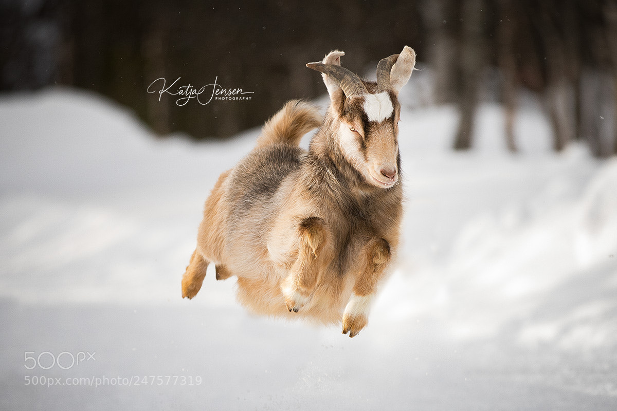 Canon EOS 7D Mark II sample photo. Skipping goat photography