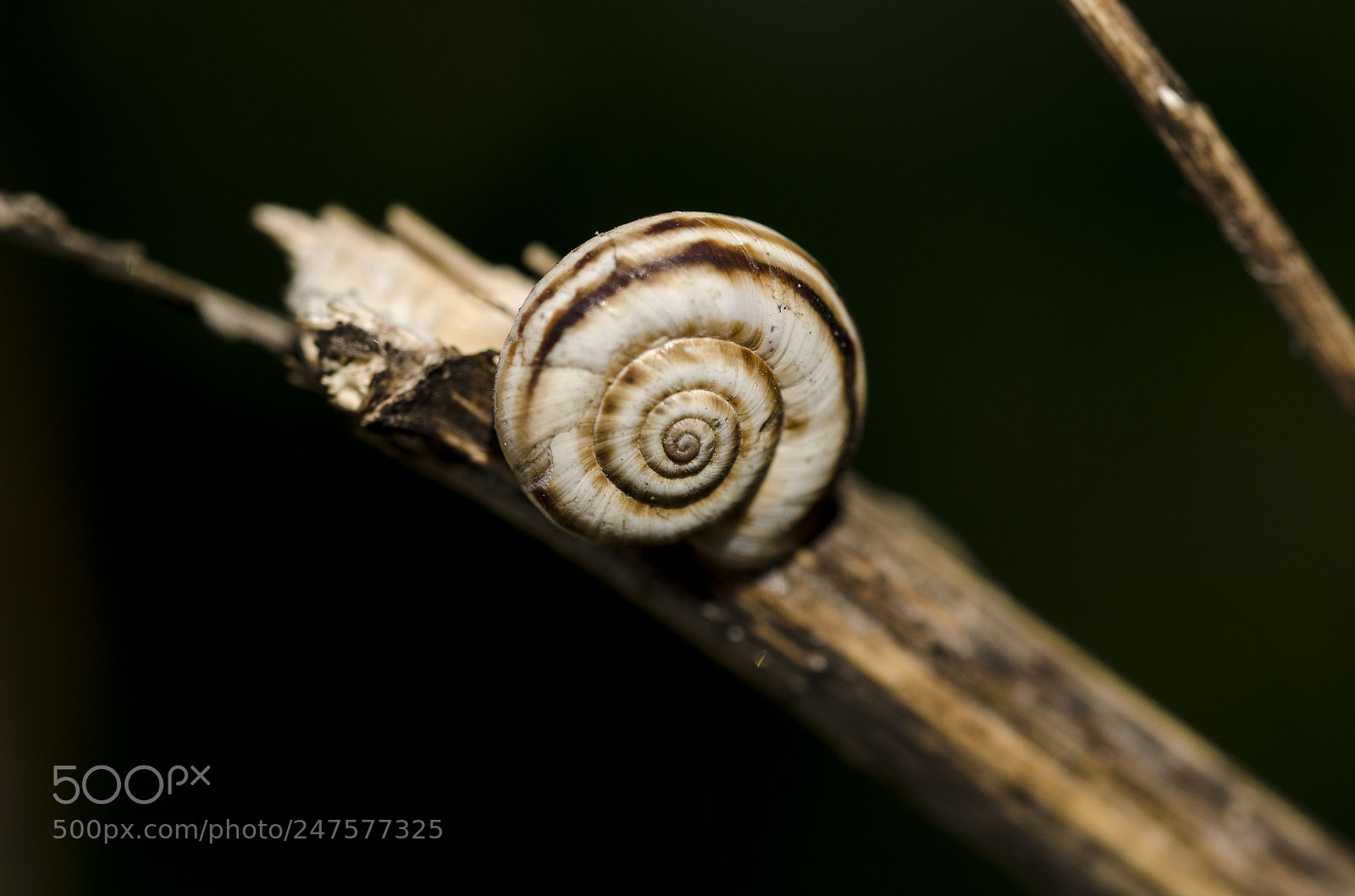 Nikon D5100 sample photo. Spiral photography
