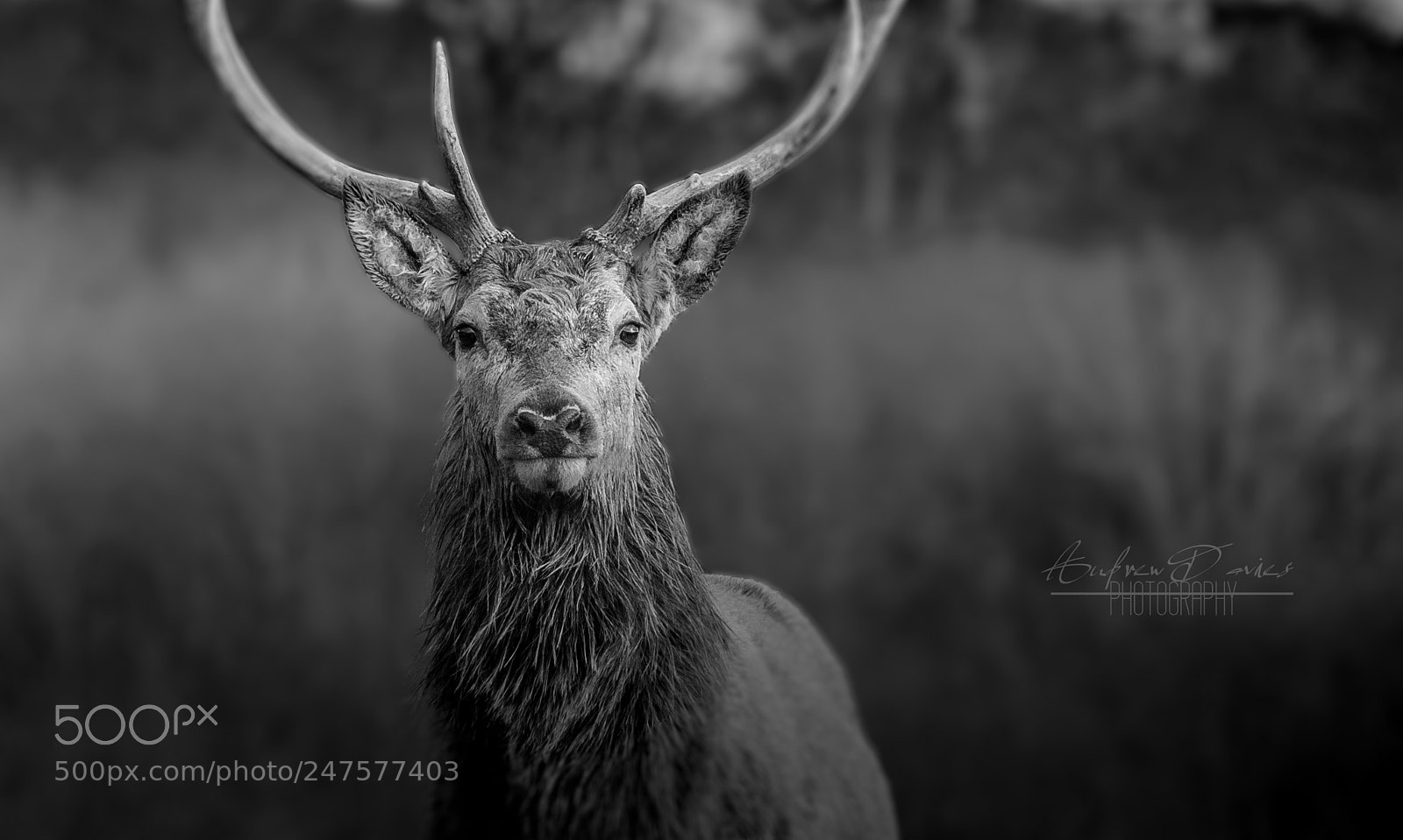Canon EOS 80D sample photo. Red deer photography
