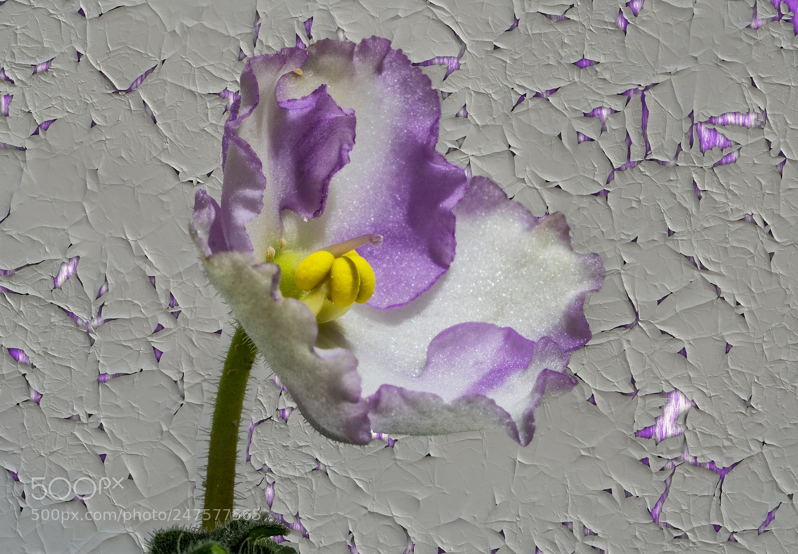 Sony a6300 sample photo. Aintpaulia ionantha.... photography
