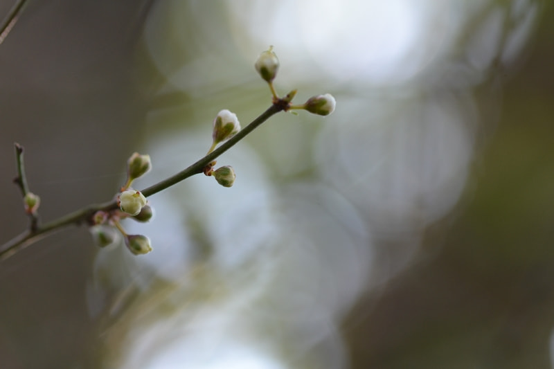 Nikon D3100 sample photo. The spring is coming photography