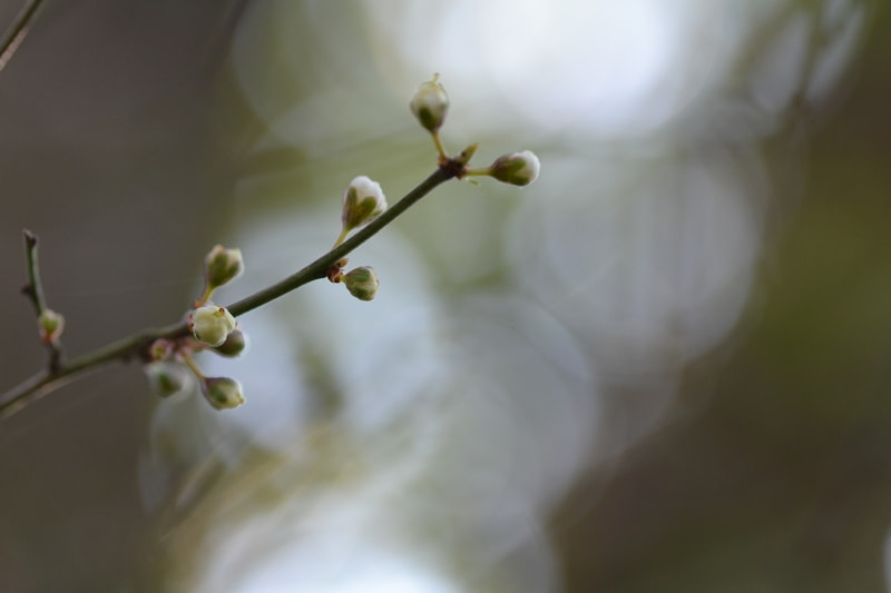 Sigma 105mm F2.8 EX DG OS HSM sample photo. The spring is coming photography