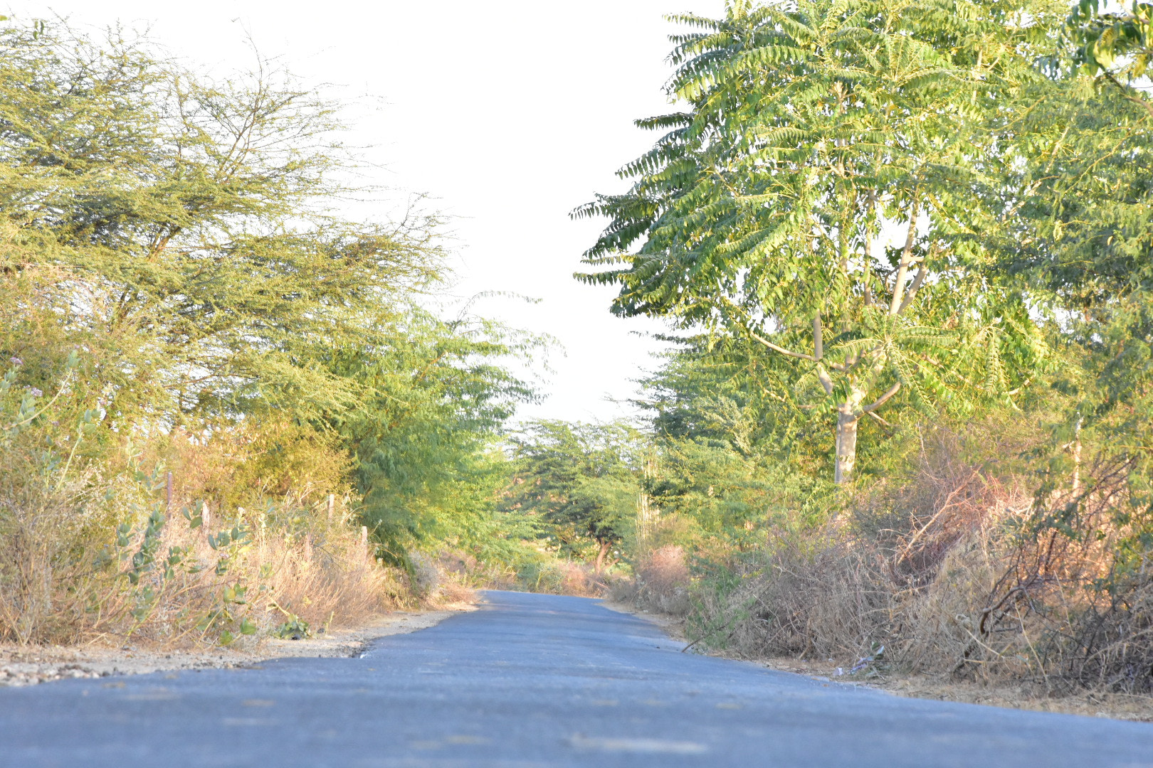 Nikon D7200 sample photo. Dsc photography