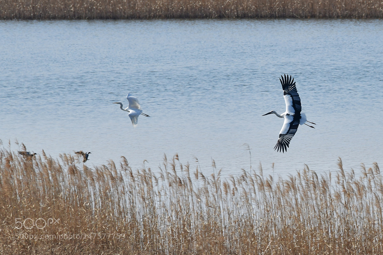 Nikon D850 sample photo. Wild stork photography