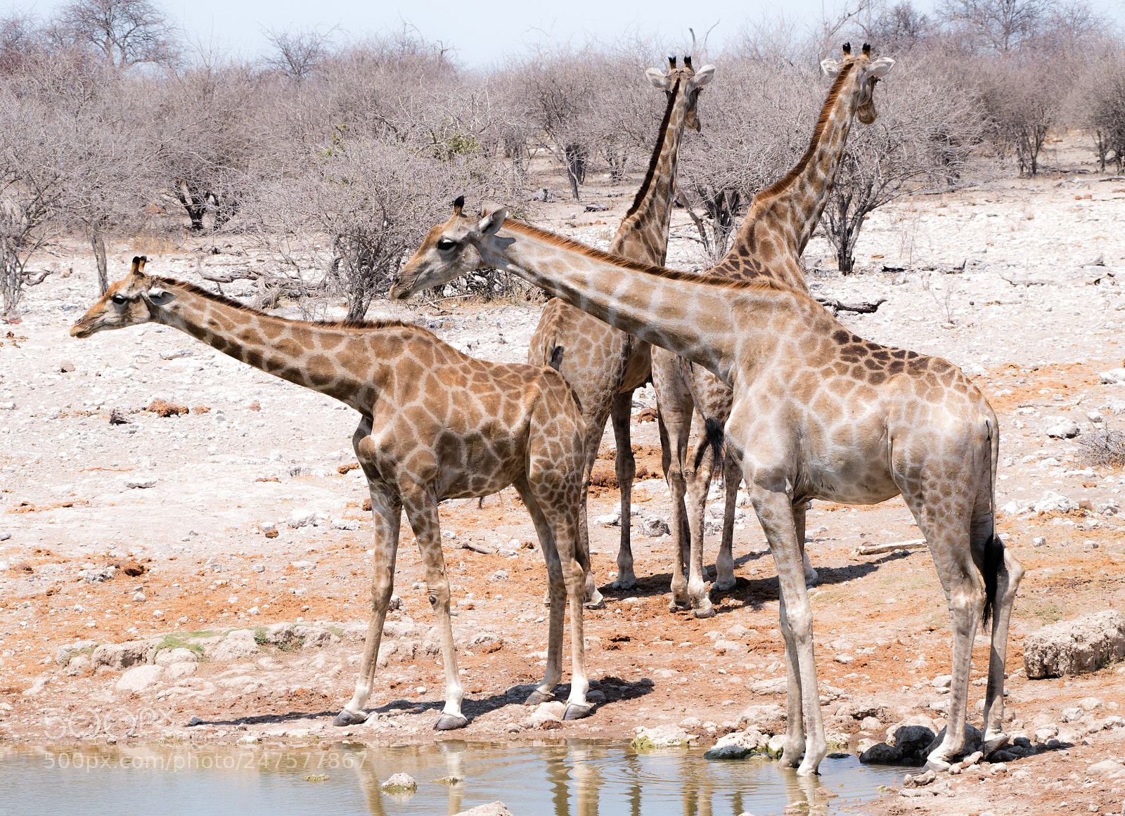 Panasonic DMC-G70 sample photo. Giraffes on the waterhole photography