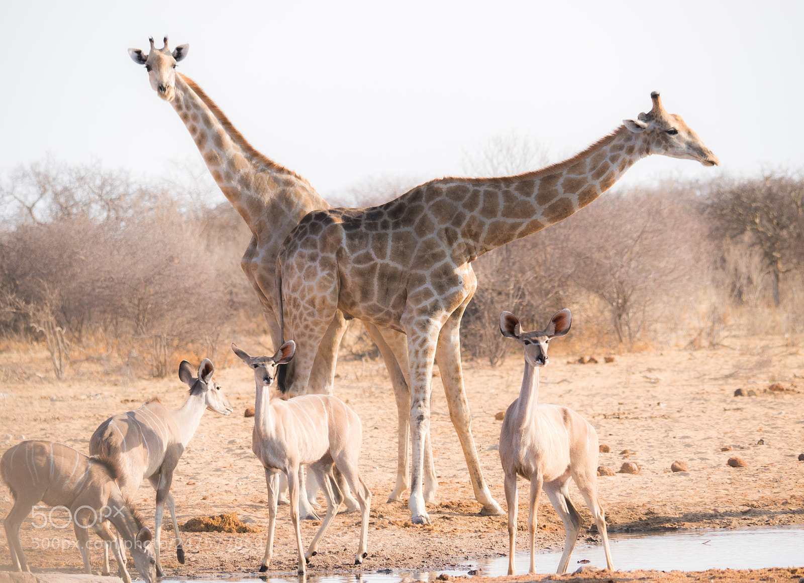 Panasonic DMC-G70 sample photo. Giraffes on the waterhole photography
