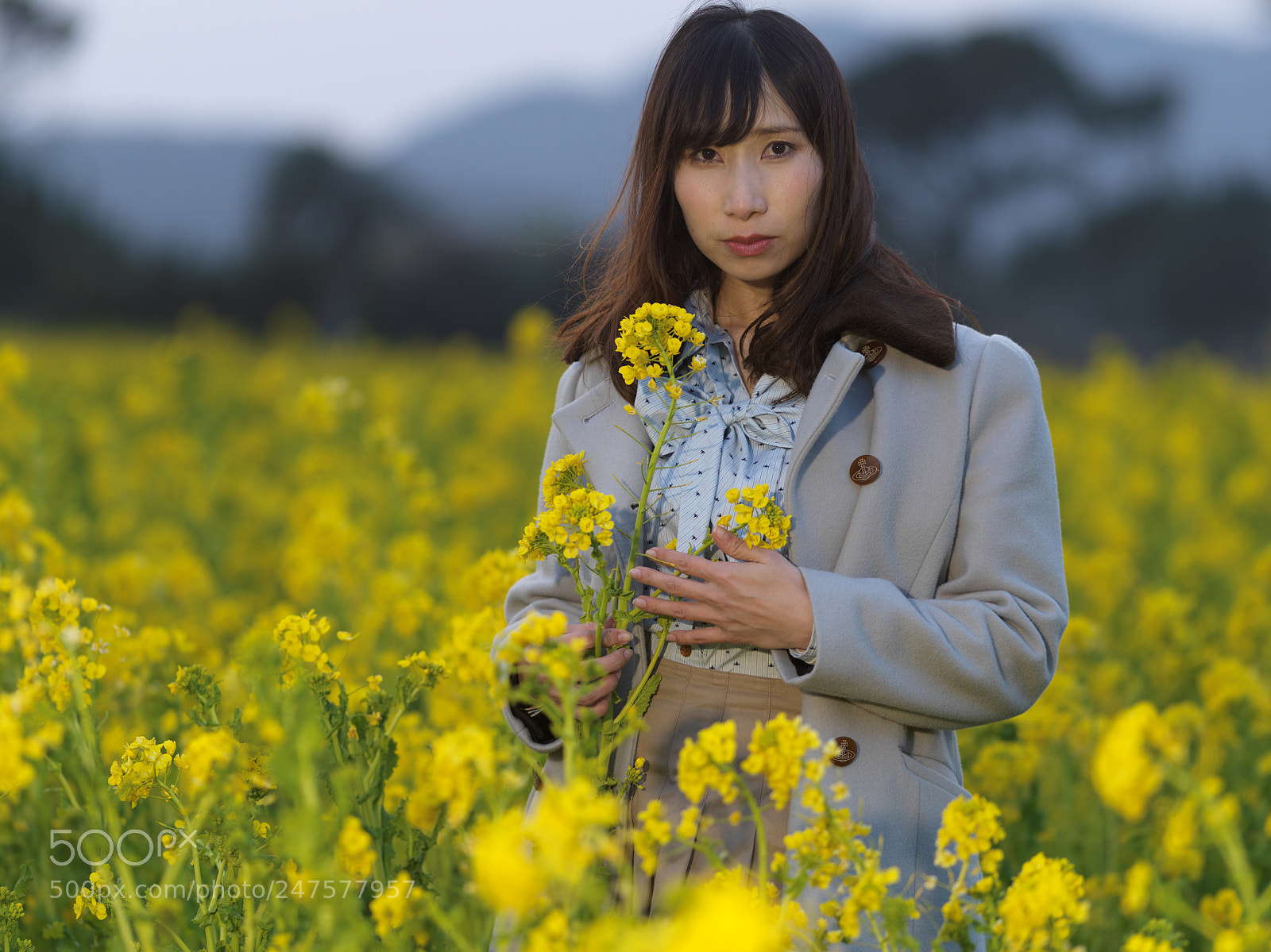 Hasselblad X1D-50c sample photo. Rape blossoms early spring photography