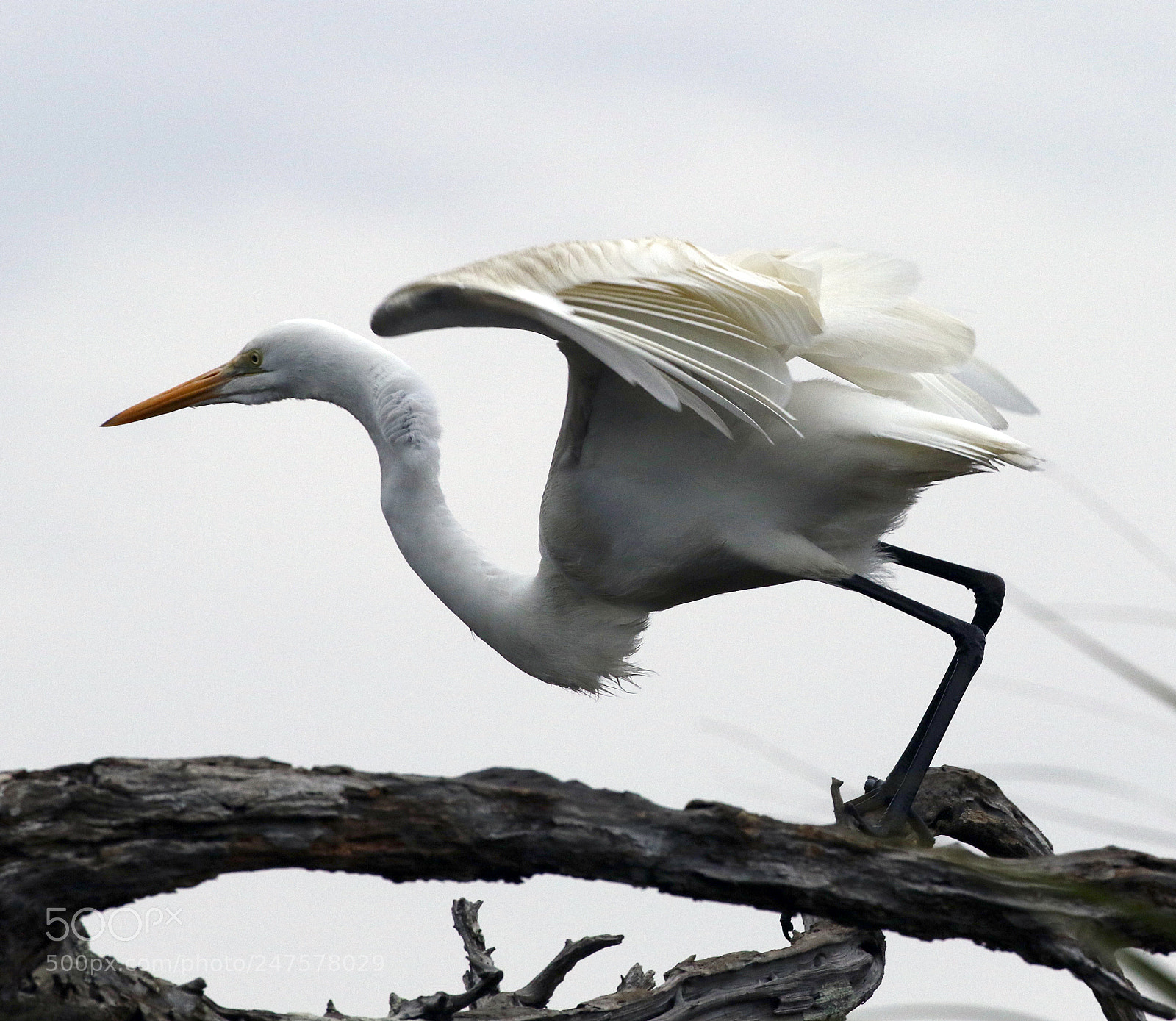 Canon EOS 7D Mark II sample photo. Takeoff photography