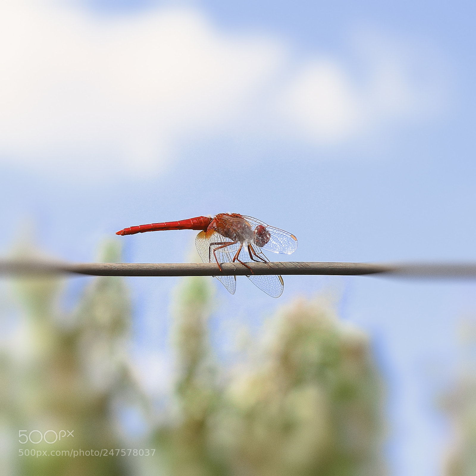 Canon EOS 600D (Rebel EOS T3i / EOS Kiss X5) sample photo. Dragonfly photography