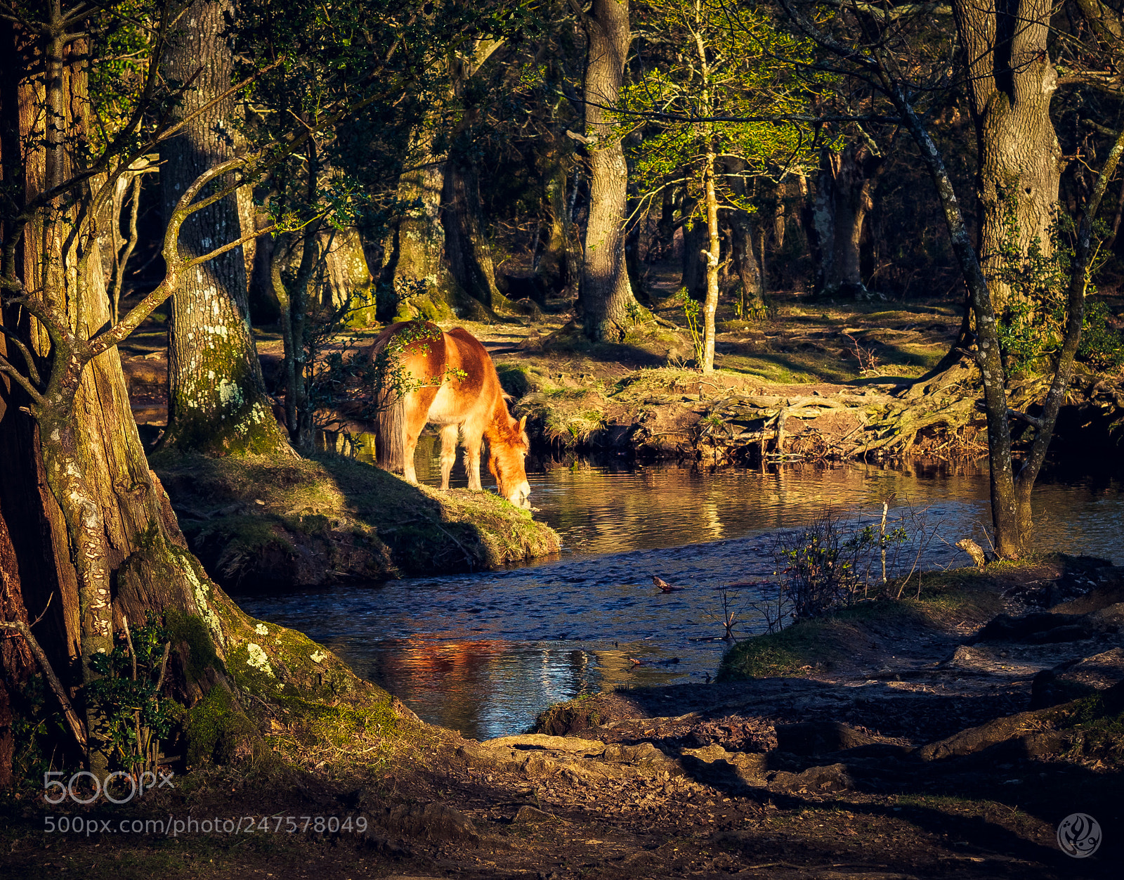 Olympus OM-D E-M10 II sample photo. Stay wild, stay free photography