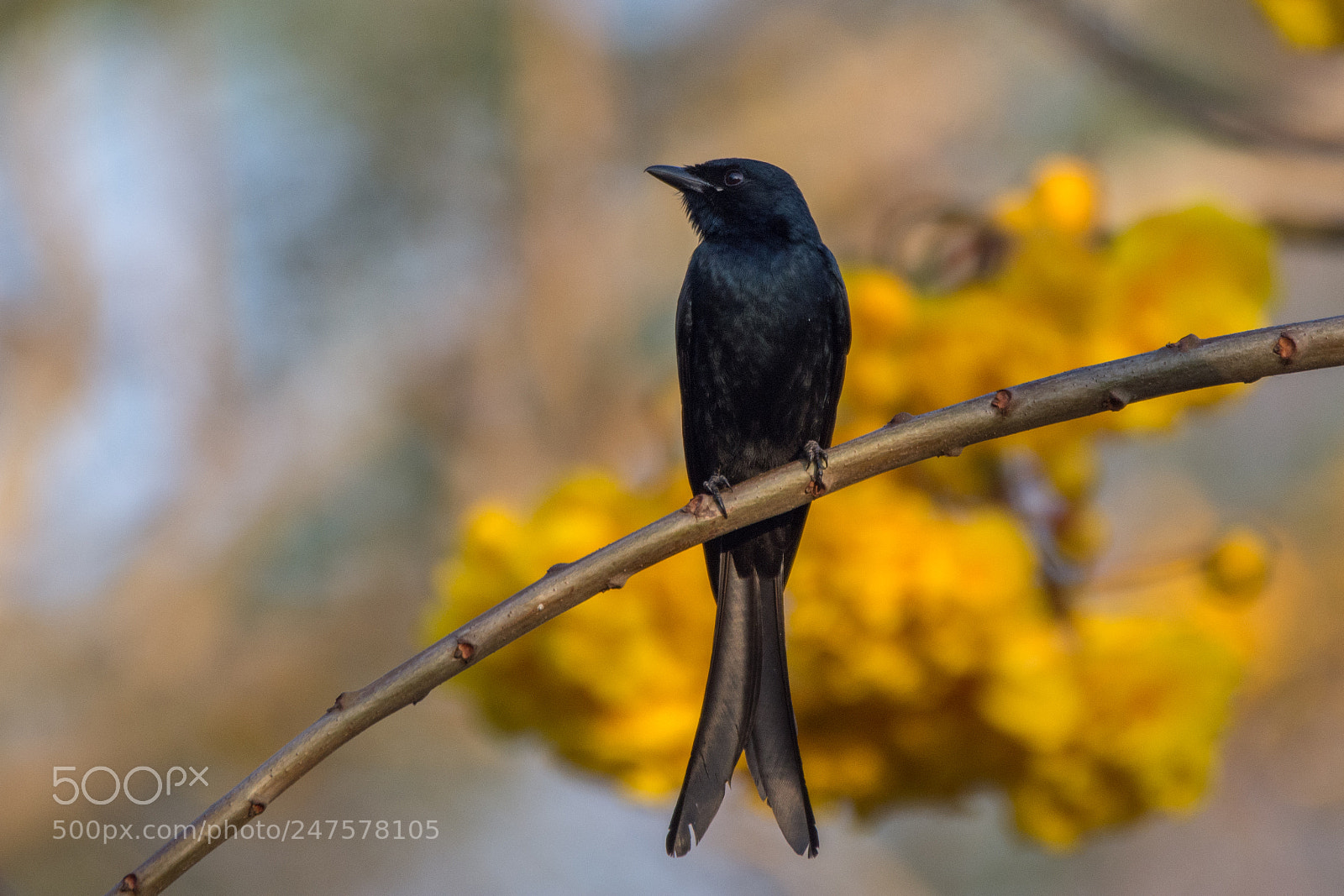Nikon D7200 sample photo. Black drongo (dsc_2743) photography