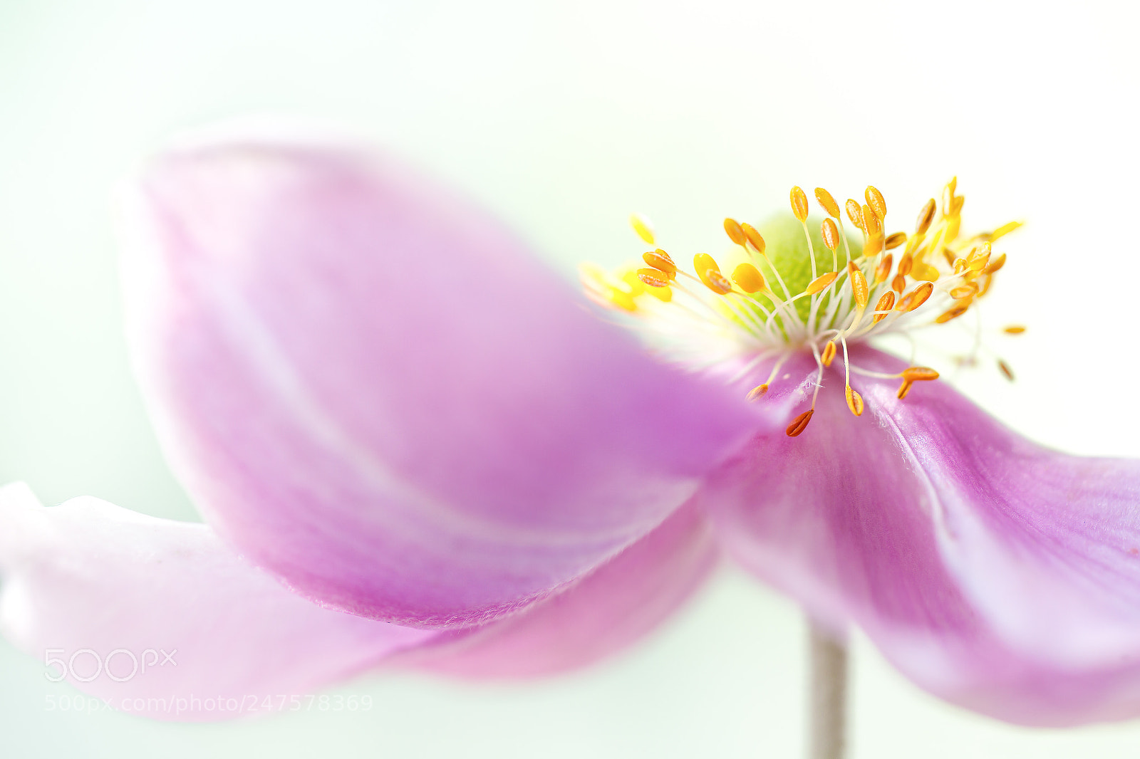 Canon EOS 7D sample photo. Anemone photography