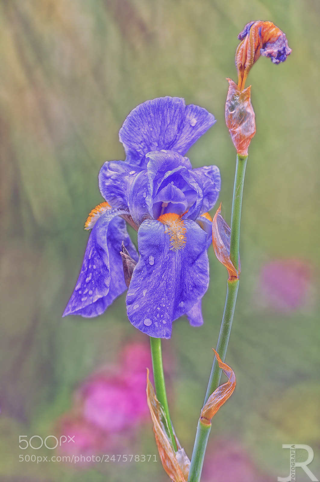 Nikon D300S sample photo. Lirio azul (blue lily) photography