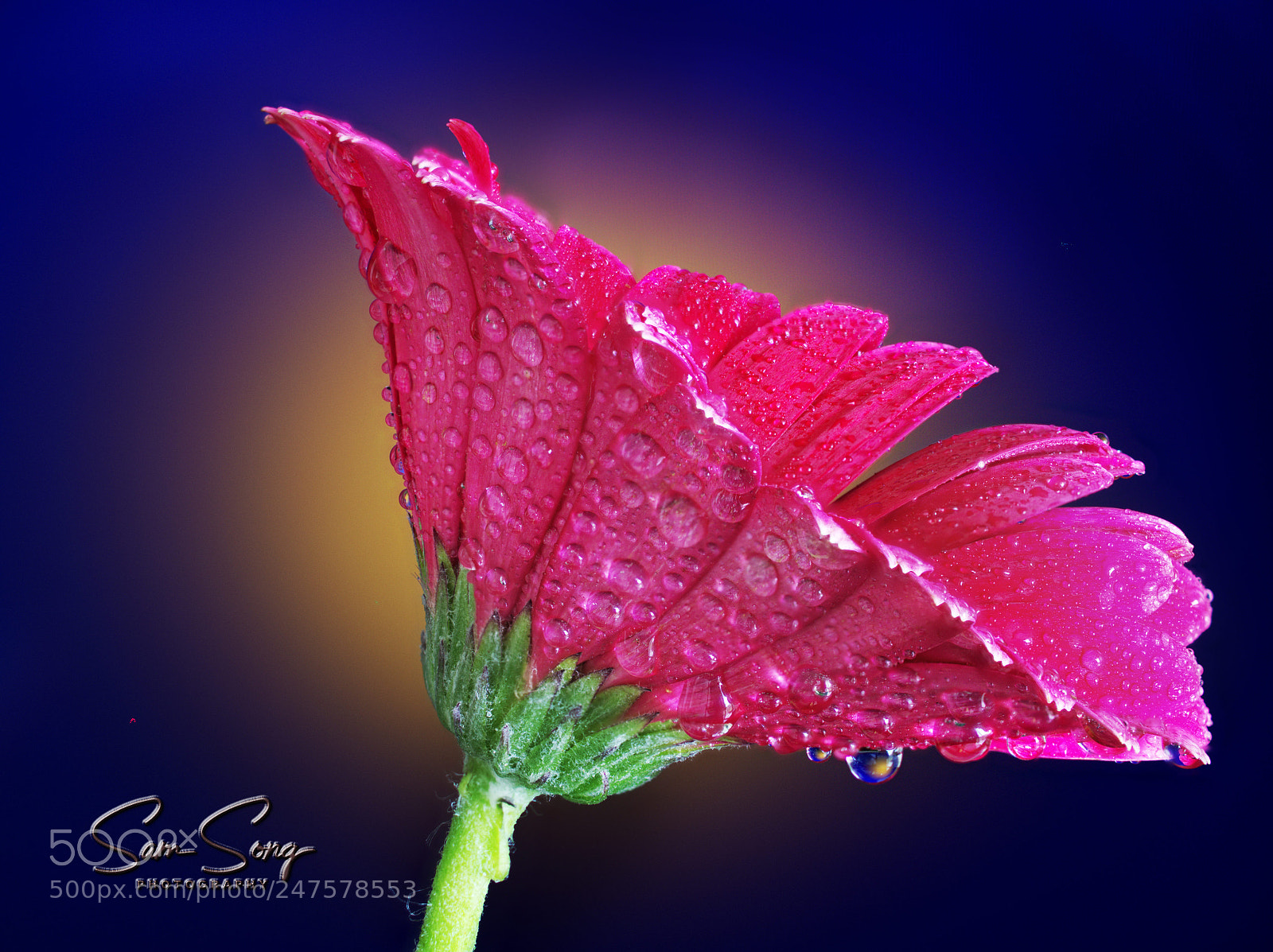 Olympus OM-D E-M10 III sample photo. Gerbera in a studio photography