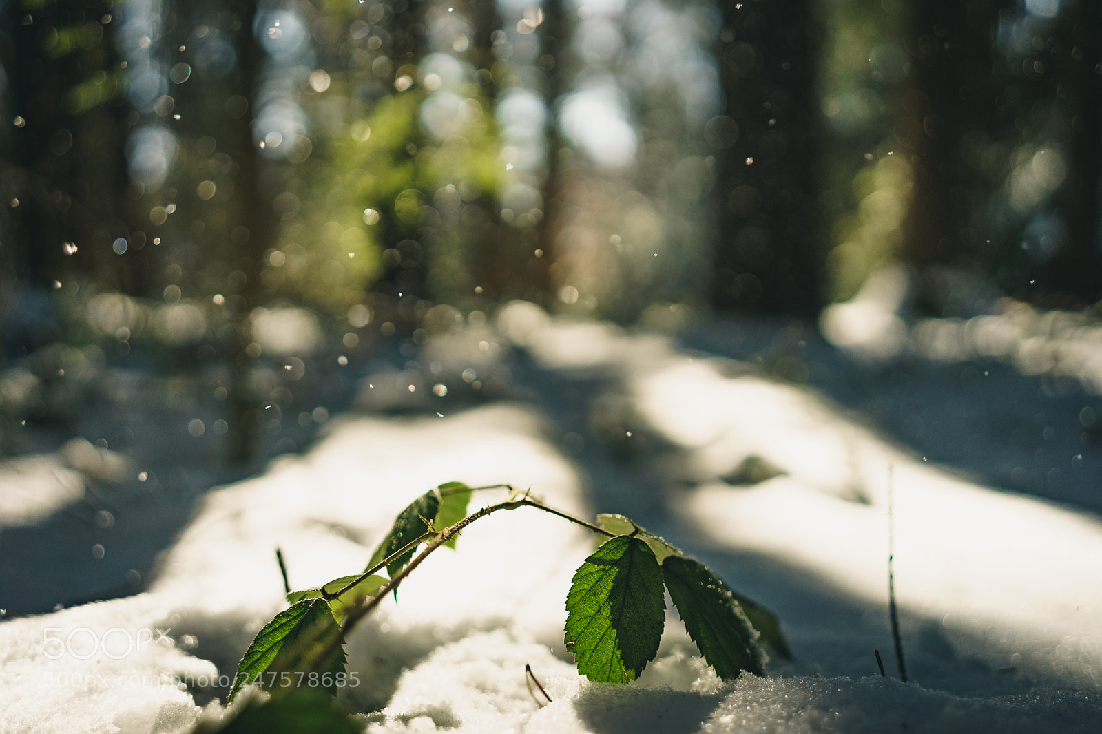 Sony a7 sample photo. Sprinkles photography