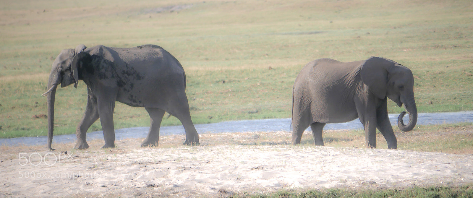 Panasonic DMC-G70 sample photo. Elephants on the river photography