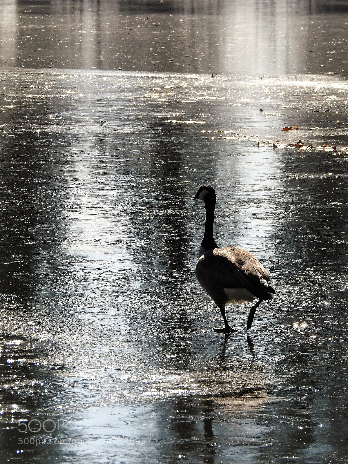 Nikon Coolpix P900 sample photo. Walking on thin ice photography