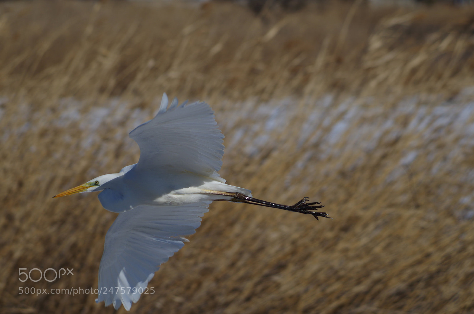 Pentax K-30 sample photo. 白鷺 photography