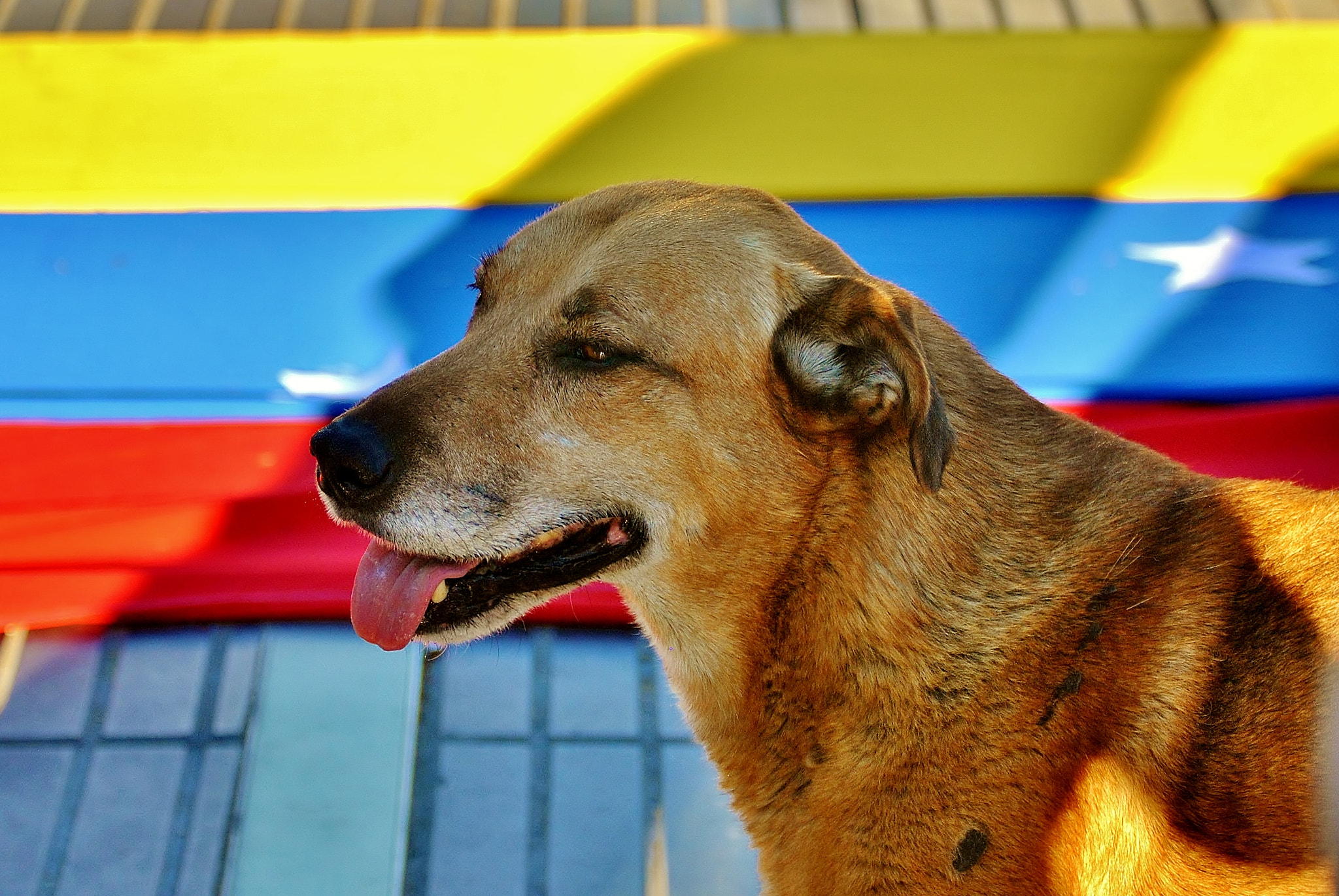 Nikon D3000 sample photo. Venezuelan doggy photography