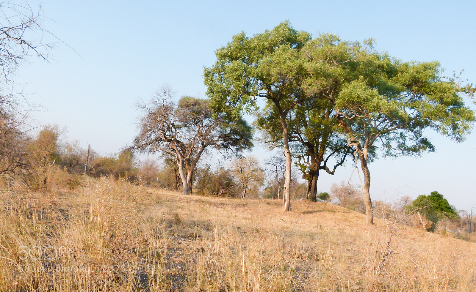 Panasonic Lumix DMC-FZ100 sample photo. African savanna photography