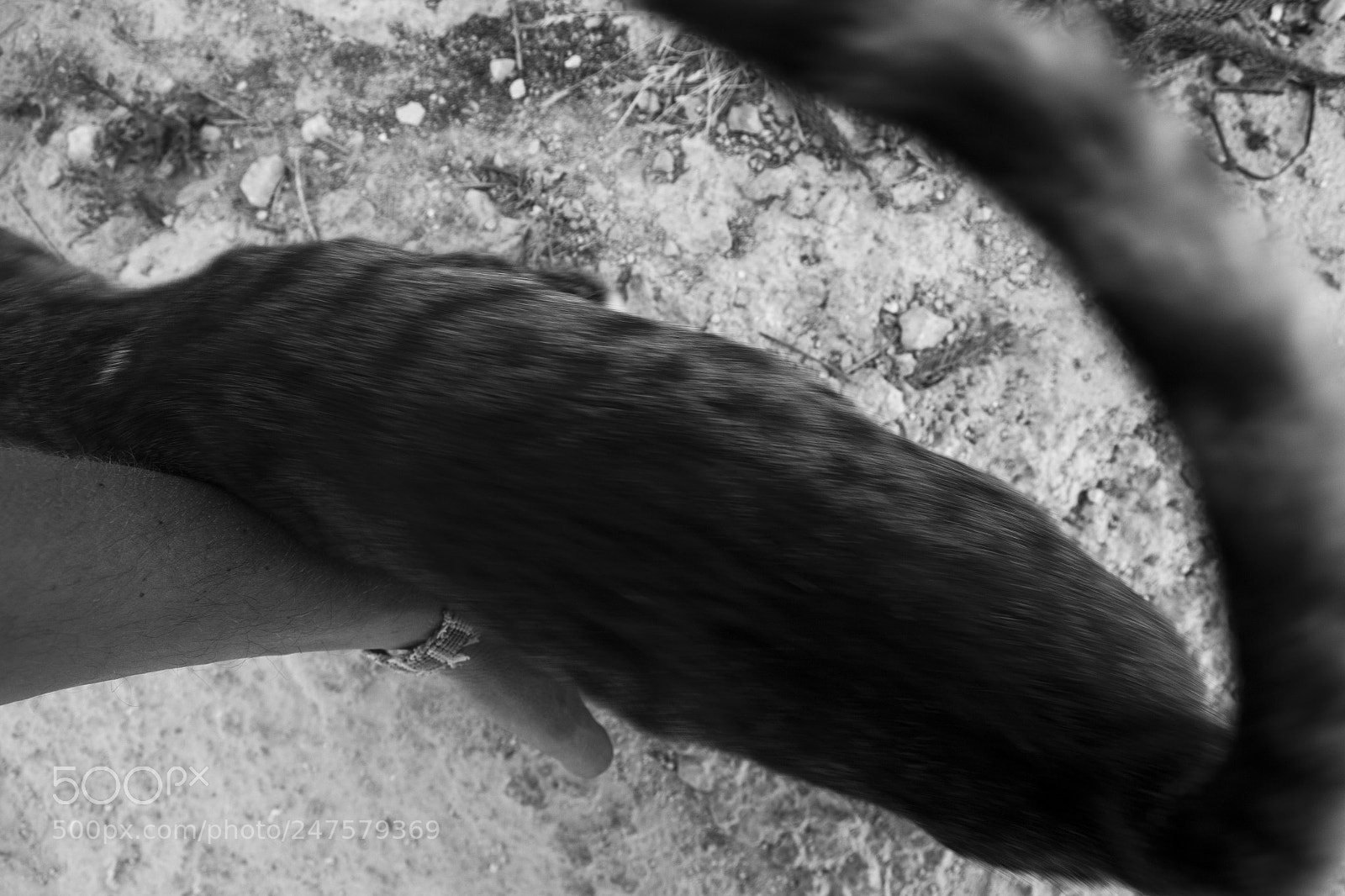 Nikon D3100 sample photo. Kitty touch photography