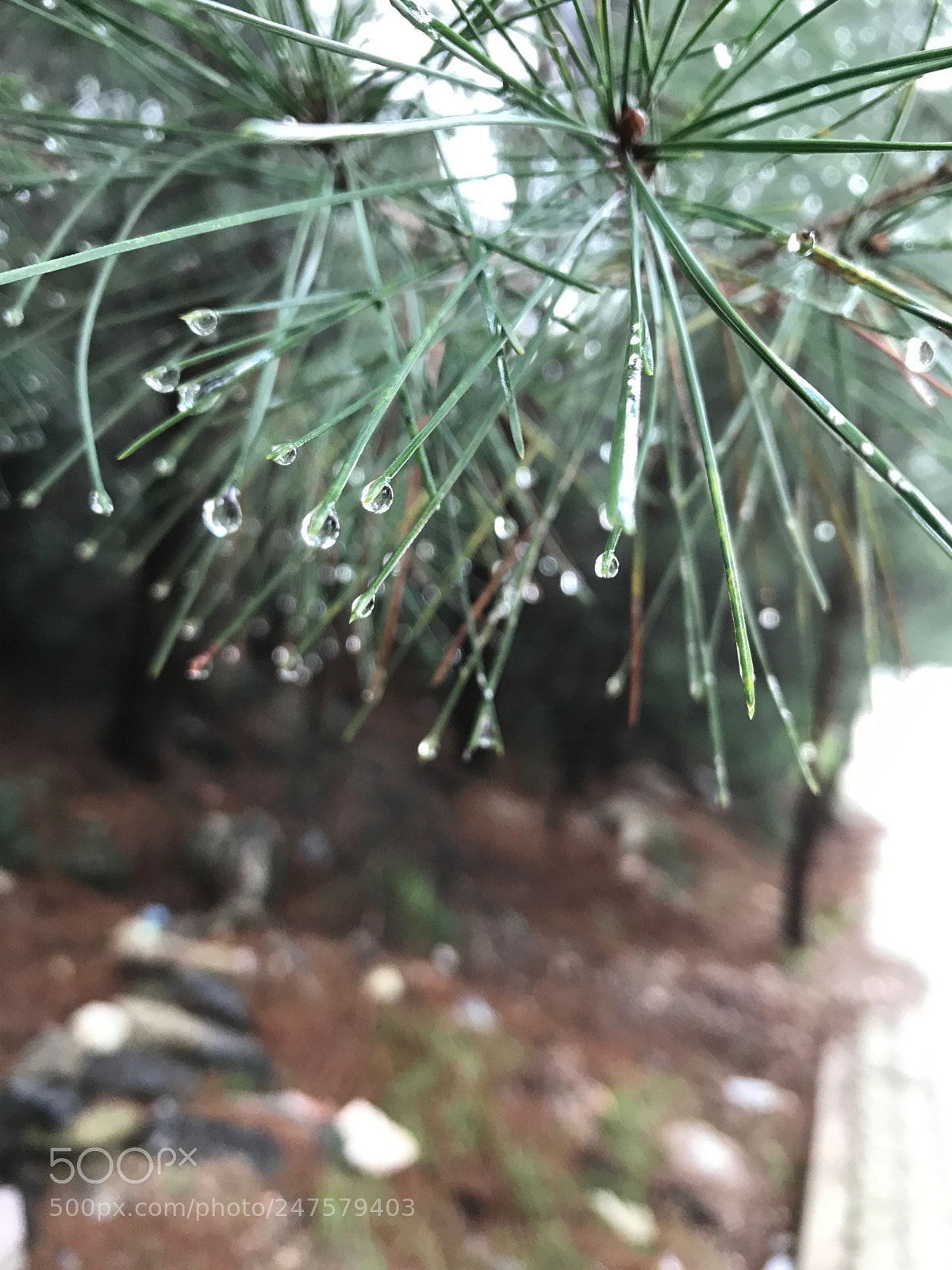 Apple iPhone 7 sample photo. Orman yolunda, ya murdan photography