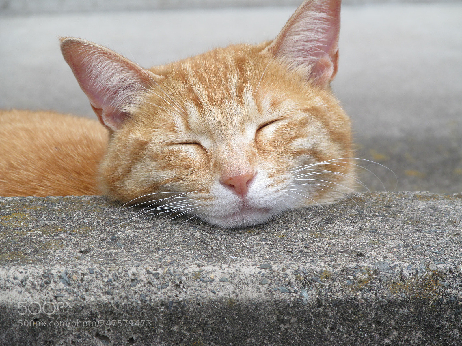 Canon PowerShot SX150 IS sample photo. Our cat photography